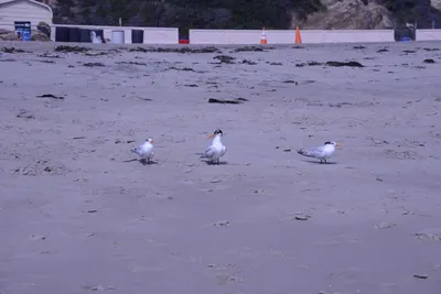 DSC_2205 (Large).JPG